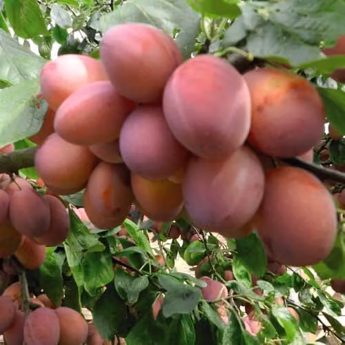 Thompson & Morgan Plum Wonder Tree Opal Patio Fruit Tree, Self-Fertile and Easy to Grow, Height: 1.4 m – 1