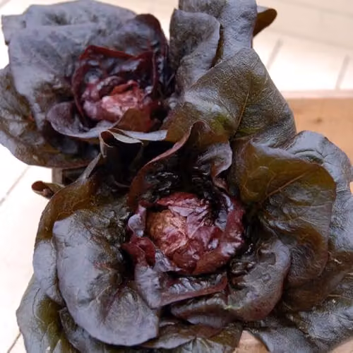 Thompson & Morgan Lettuce Intred Mini Romaine Seeds, Purple and Red Leaves, 100 Seeds – 1