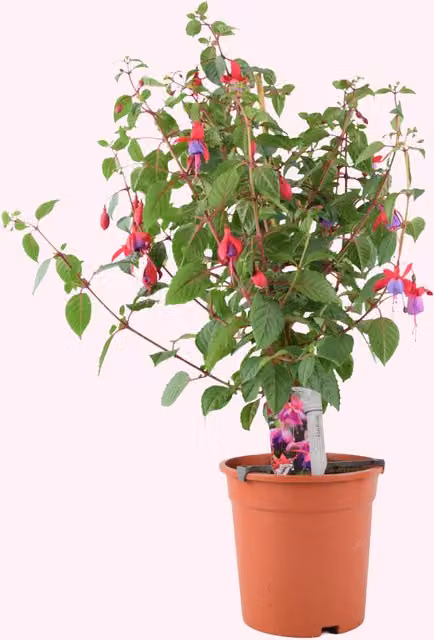 Plants by Post Fuchsia Sarah Standard Ornamental Tree, Red and Purple, Height: 85 cm
