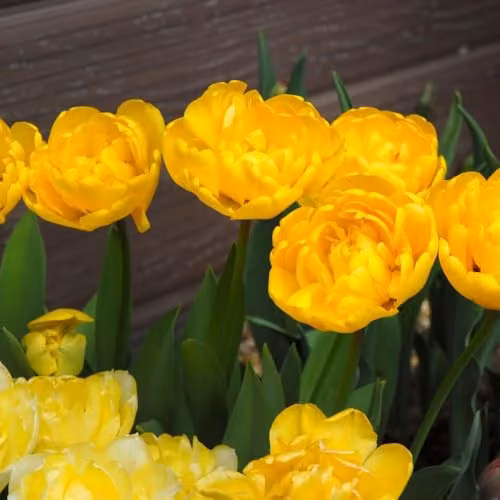 T&M Yellow Scented Double Tulip Secret Perfume Bulbs, 16 Bulbs – 2