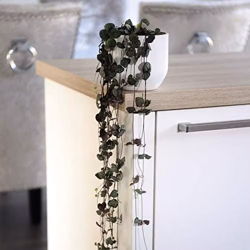 Thompson and Morgan String of Hearts Ceropegia Woodii Indoor Trailing House Plants, Set of 2 in 10cm Hanging Baskets – 1