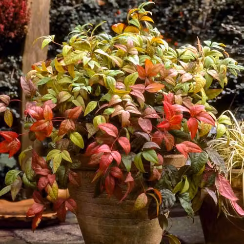 YouGarden Nandina domestica Fire Power Heavenly Bamboo Ornamental Shrub in 2L Pot – 1
