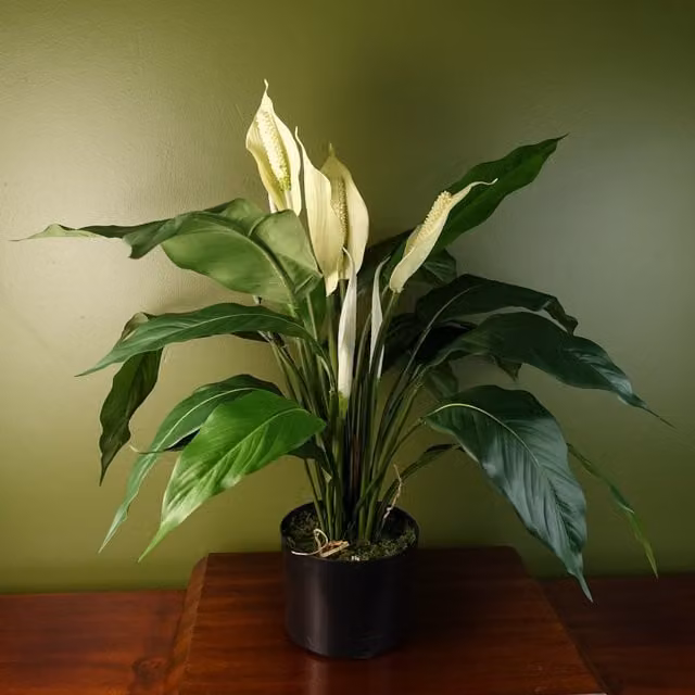 Artificial White Peace Lily in a White Potted Tabletop Design