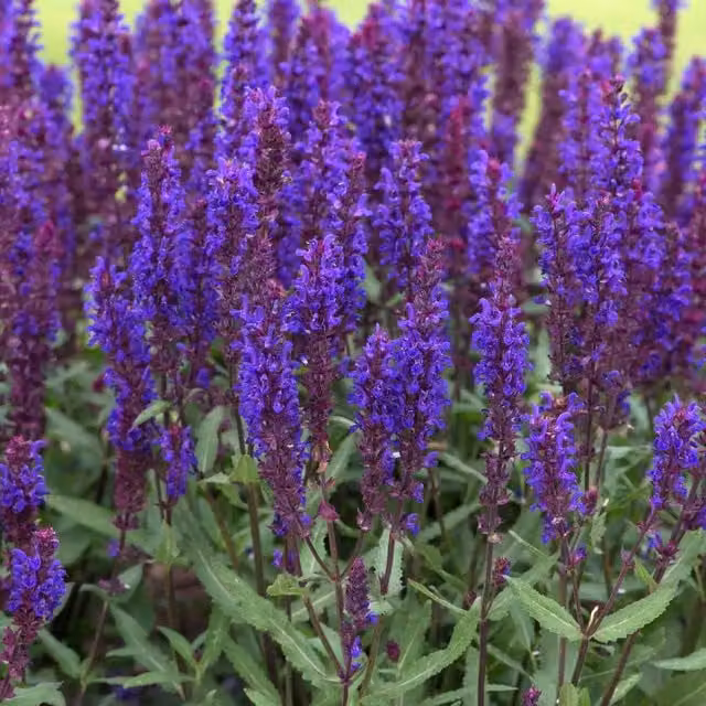 Marshalls Garden Salvia Salvatore Blue bedding plant, Blue/Purple