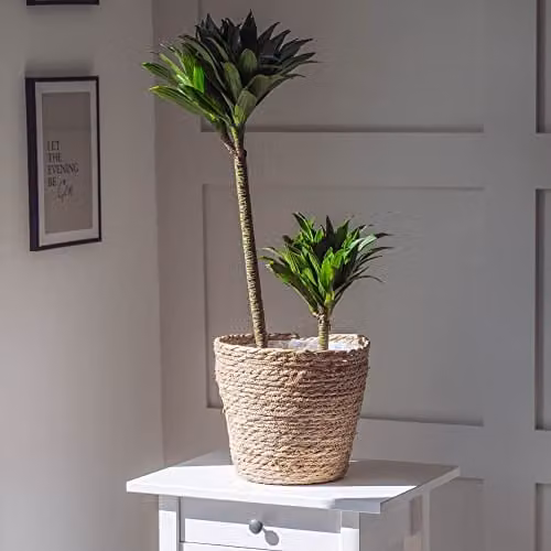 Thompson and Morgan Dracaena fragrans Compacta Compact Dragon Tree Indoor Houseplant, 5.5cm Pot