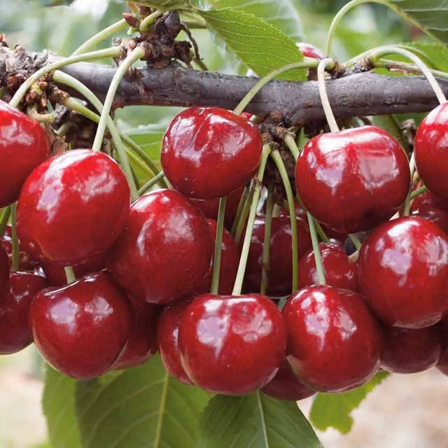 Marshalls Garden Patio Cherry Regina Red Fruit Tree