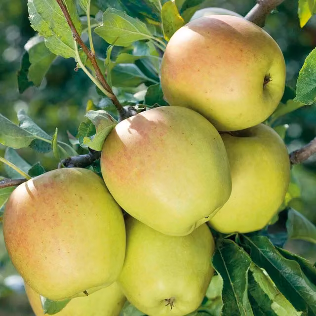 Marshalls Garden Cox's Orange Pippin Patio Apple Mini Espalier on M26 Rootstock, Bare-Root, Green