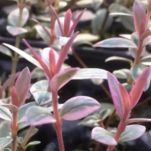 Thompson and Morgan Myrtus ugni Flambeau Evergreen Shrub with Fragrant Variegated Foliage and Edible Purple-Red Berries, 9cm Pot – 2