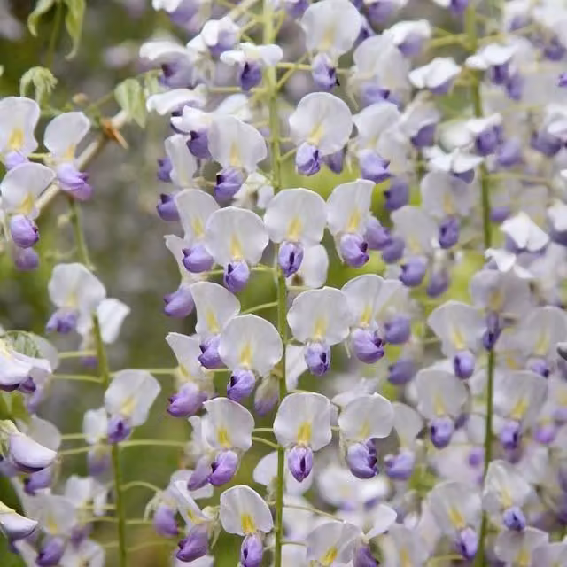 Plant Theory Wisteria Floribunda Multijuga Japanese White Flowering Climber Plant, Green