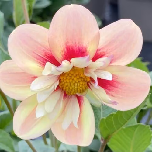 Thompson & Morgan Dahlia Rhubarb & Custard Perennial with Peach and Pink Blooms, 3 Litre Pot – 2