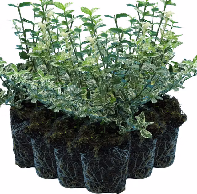 Plants By Post Pack of 3 Euonymus Harlequin Variegated Evergreen Ornamental Garden Shrubs in 10.5cm Pots, Green and White