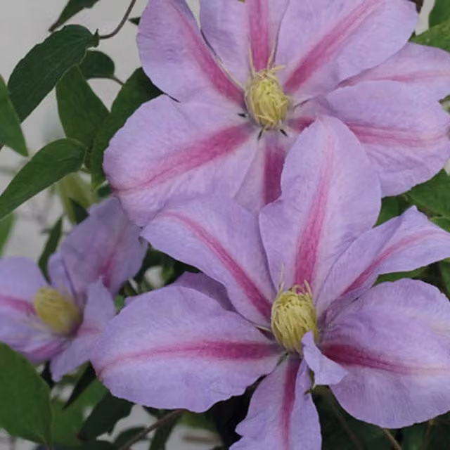 Plants By Post Clematis Volunteer Evipo080 Climber, Lavender-pink