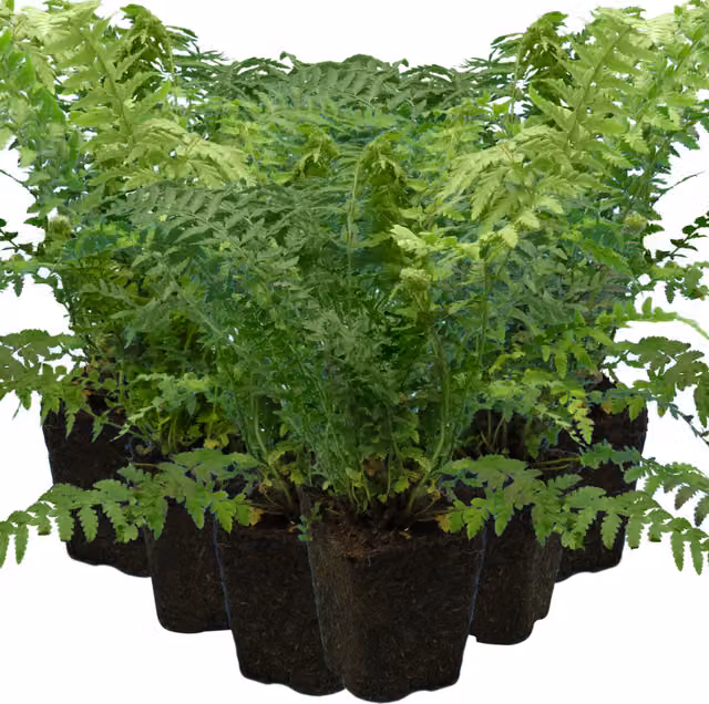 Plants By Post Pack of 3 Male Fern Dryopteris filix-mas Hardy Shade Perennial Garden Plants, 1L Pots, Green