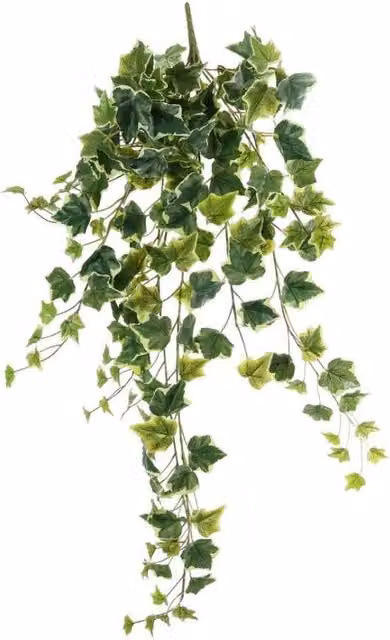 KDMD Green Variegated English Ivy Hanging Plant, 86 cm