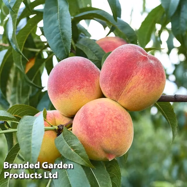 Thompson & Morgan Prunus Avalon Pride Pink Peach Patio Fruit Tree