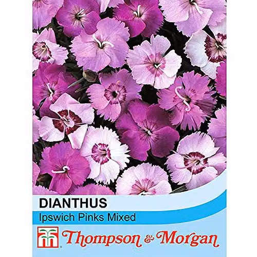 Thompson and Morgan Dianthus plumaris Ipswich Pinks Mixed Flower Seeds, 75 Seeds