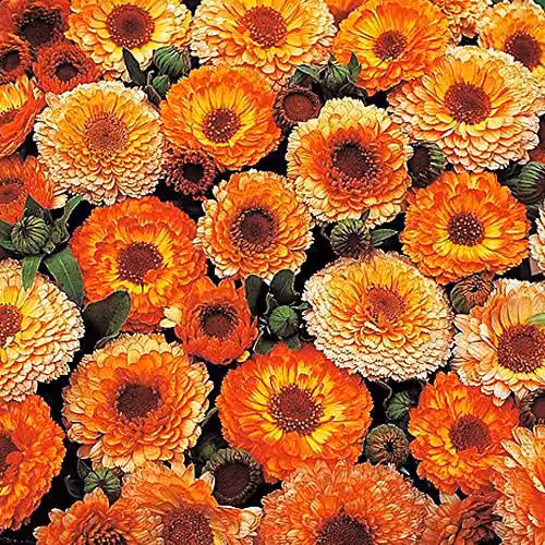 Thompson and Morgan Calendula officinalis Pink Surprise English Marigold Seeds, 100 Seeds – 2