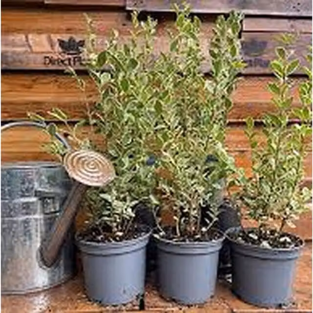 Plants By Post Ligustrum Silver Variegated Privet Hedge Plant, Silver and Green, 2L Pot