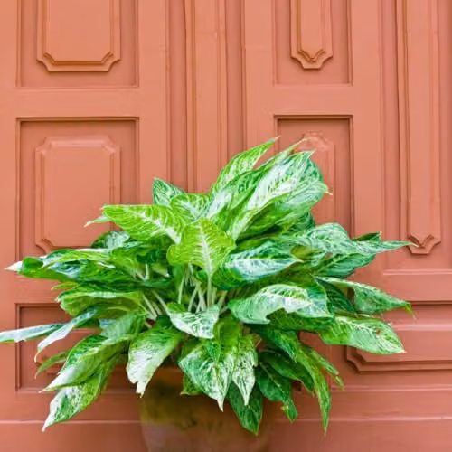 Thompson & Morgan Aglaonema Christina Chinese Evergreen Indoor House Plant with Silvery-Green Variegated Leaves, 2 x 12cm Pots – 3