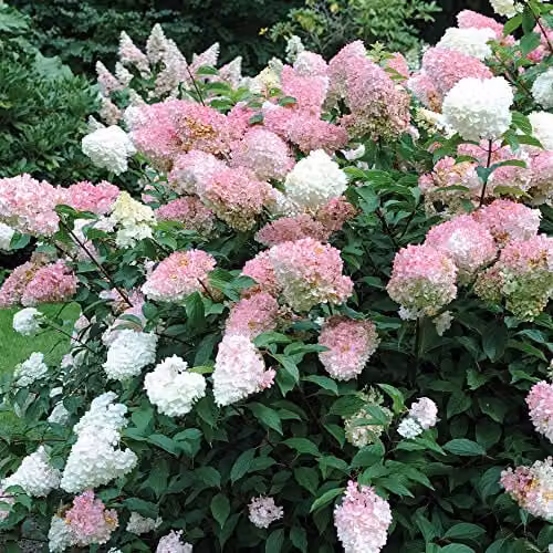 Thompson & Morgan Hydrangea Paniculata Vanille Fraise Deciduous Flowering Ornamental Shrub, White and Pink, 1 x 3.6 Litre Pot – 3