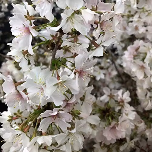 Thompson & Morgan Prunus incisa Kojo-No-Mai Fuji Ornamental Cherry White Spring Blossom Hardy Shrub, 3 x 9cm Potted Plants – 5