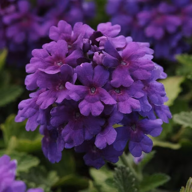 Set of 3 Plant Theory Endurascape Dark Purple Verbena Bedding Plants in 9cm Pots