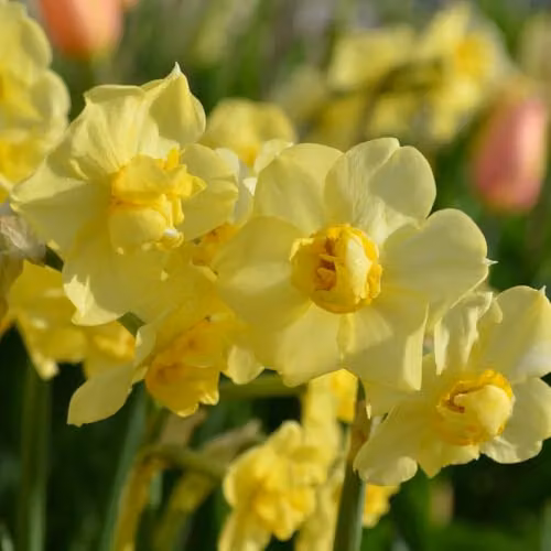 YouGarden Narcissus Yellow Cheerfulness Bulbs, Pack of 15 – 4