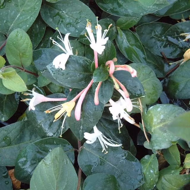 Plants By Post Lonicera japonica Purpurea Climber with Pink, Purple and White Flowers