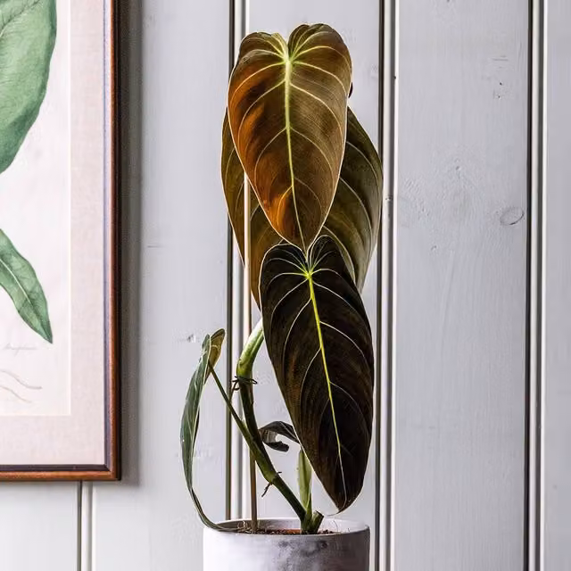Primrose Philodendron Melanochrysum Black-Gold Indoor Plant in 12cm Pot