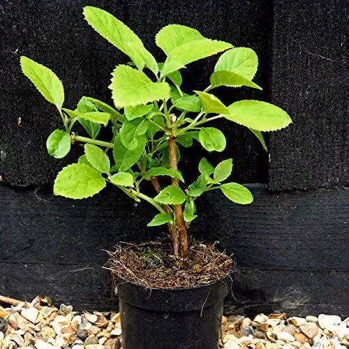 Thompson & Morgan Hydrangea Vanille Fraise Hardy Ornamental Shrub, 2 x 8cm Pot – 4