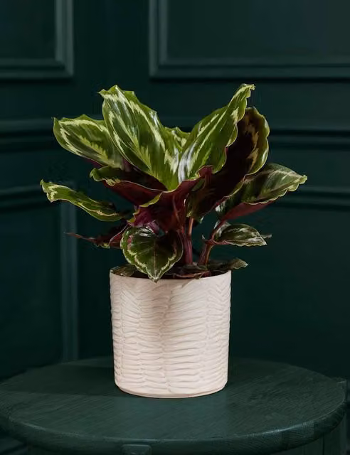 M&S Flower Market Medium Green Calathea in a Round Ceramic Pot