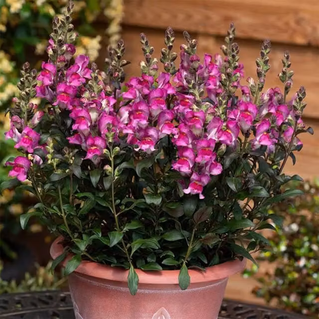 Set of 3 Plant Theory Black Raspberry Snapdragon Antirrhinum Bedding Plants in 9cm Pots, Pink