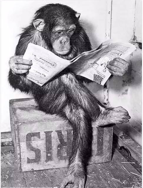 Ada Ingram Chimp News Paper Poster in Black – 1