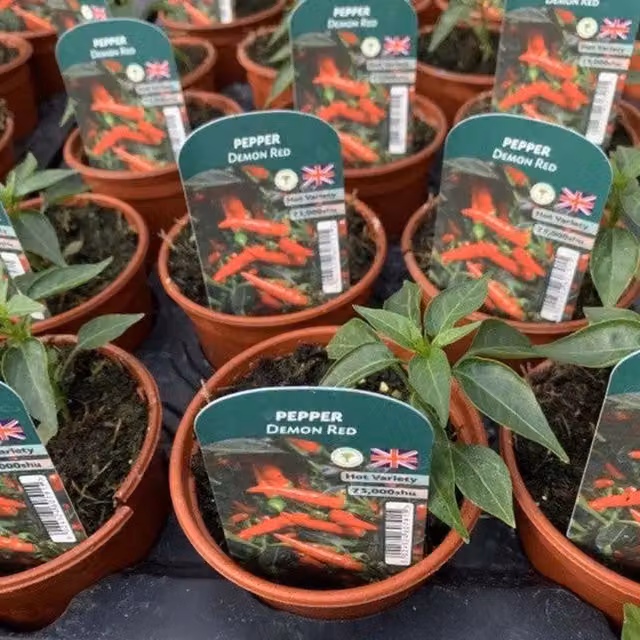 Plants by Post 3 British-Grown Red Chilli Plants in 9cm Pots
