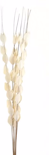 KDMK White Dried Thlaspi Arvense Natural Rustic Organic Filler Bouquet