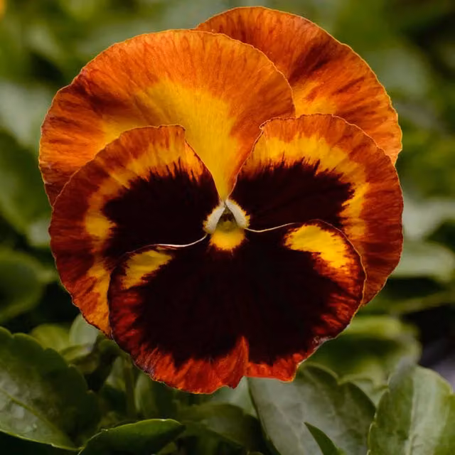 Plants by Post Pansy Fire Surprise Bedding Flowers Mix, 12 Garden Ready Plants in Red, Orange, Yellow and Multicolour