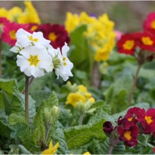 Thompson & Morgan Polyanthus Pacific Giants Mixed Flower Seeds, Multicolour Spring Blooms, 15 Seeds per Packet