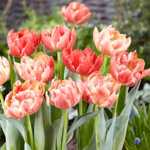 Thompson & Morgan Tulip Peptalk Bulbs, Double Late Tulips with Red, Pink and White Streaked Blooms, 16 Bulbs