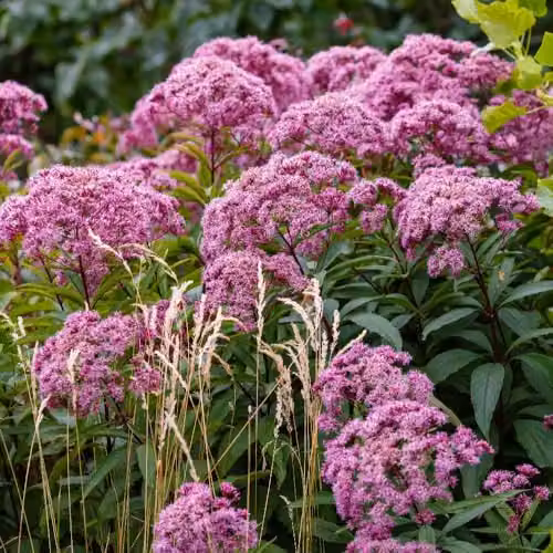 Thompson and Morgan Eupatorium Cannabinum Hemp Agrimony Hardy Perennial Wildflower, Pink Summer Blooms, 3 x 1 Litre Pots – 2
