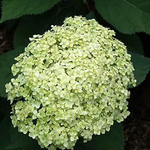 Thompson and Morgan Hydrangea arborescens Lime Rickey Hardy Ornamental Shrub, 3 Litre Potted Plant