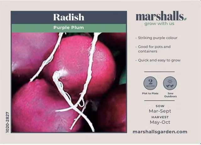 Marshalls Garden Purple Plum Radish Seeds, 300 Seeds