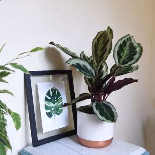 Thompson & Morgan Calathea Medallion Indoor Plant with Exotic Patterned Green and Silver Foliage, Set of 3 x 12cm Pots – 5