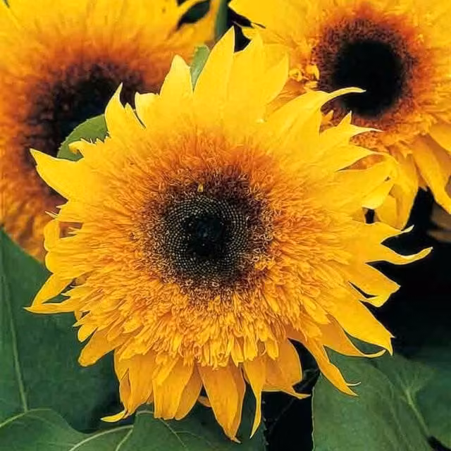 Unwins Starburst Panache Sunflower Seeds, Green, Gold and Yellow