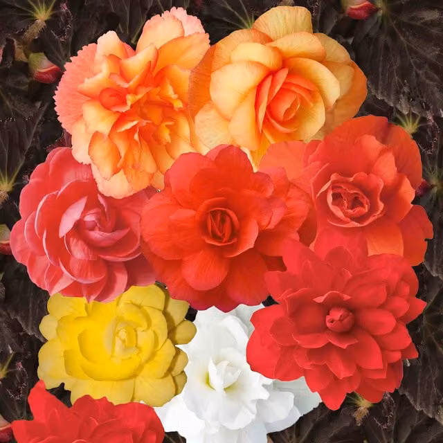 Unwins Illuminations Mix Begonia Flower Seeds, Multicolour