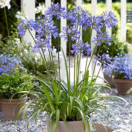 Thompson and Morgan Agapanthus Ever Sapphire African Lily Hardy Perennial with Blue Tubular Flower Heads, 9cm Pot – 2