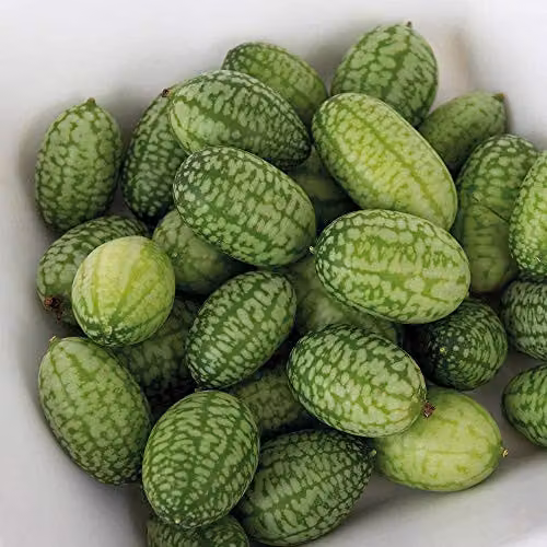 Thompson and Morgan Cucamelon Melothria scabra Mexican Gherkin Vegetable Seeds, 20 Seeds – 1