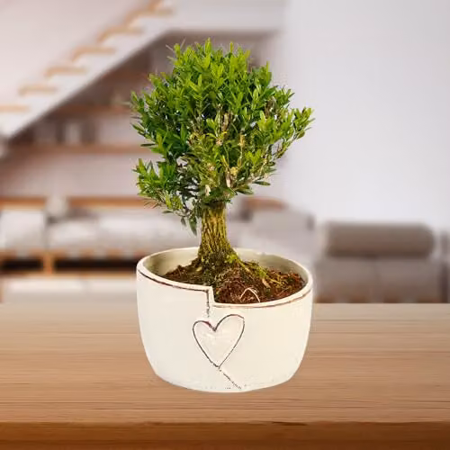 YouGarden Straight Trunk Bonsai Indoor Plant in a 15cm Green Ceramic Pot – 2