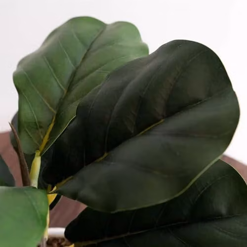 Leaf UK Realistic Artificial Fiddle Fig Potted Plant, Green, Height: 38 cm – 2