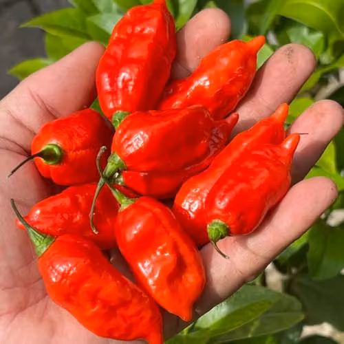 Thompson & Morgan Chilli Pepper Pit Viper Naga Seeds, Red, 6 Seeds per Packet