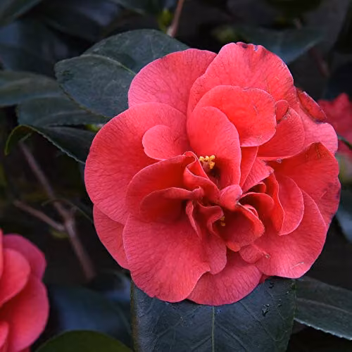 Thompson and Morgan Camellia Blooming Wonder Red Evergreen Hardy Ornamental Shrub, 1x 15cm Pot – 2